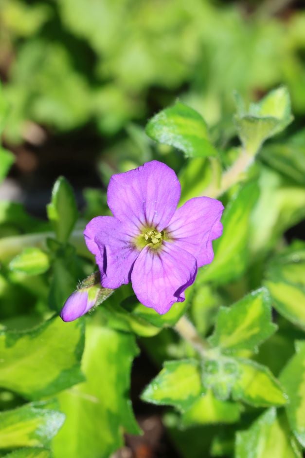 aubrieta 'Somerford Lime'