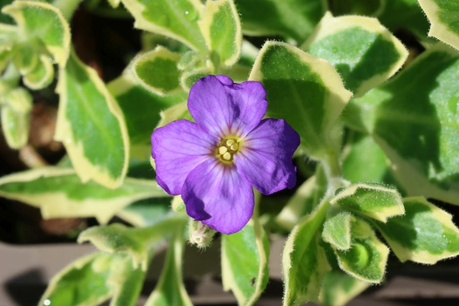 aubrieta 'Somerfield Silver'