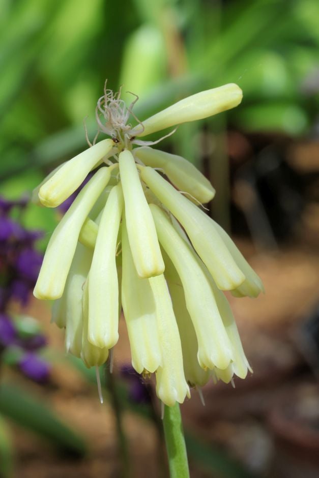 forest lily 'Lemon Flame'
