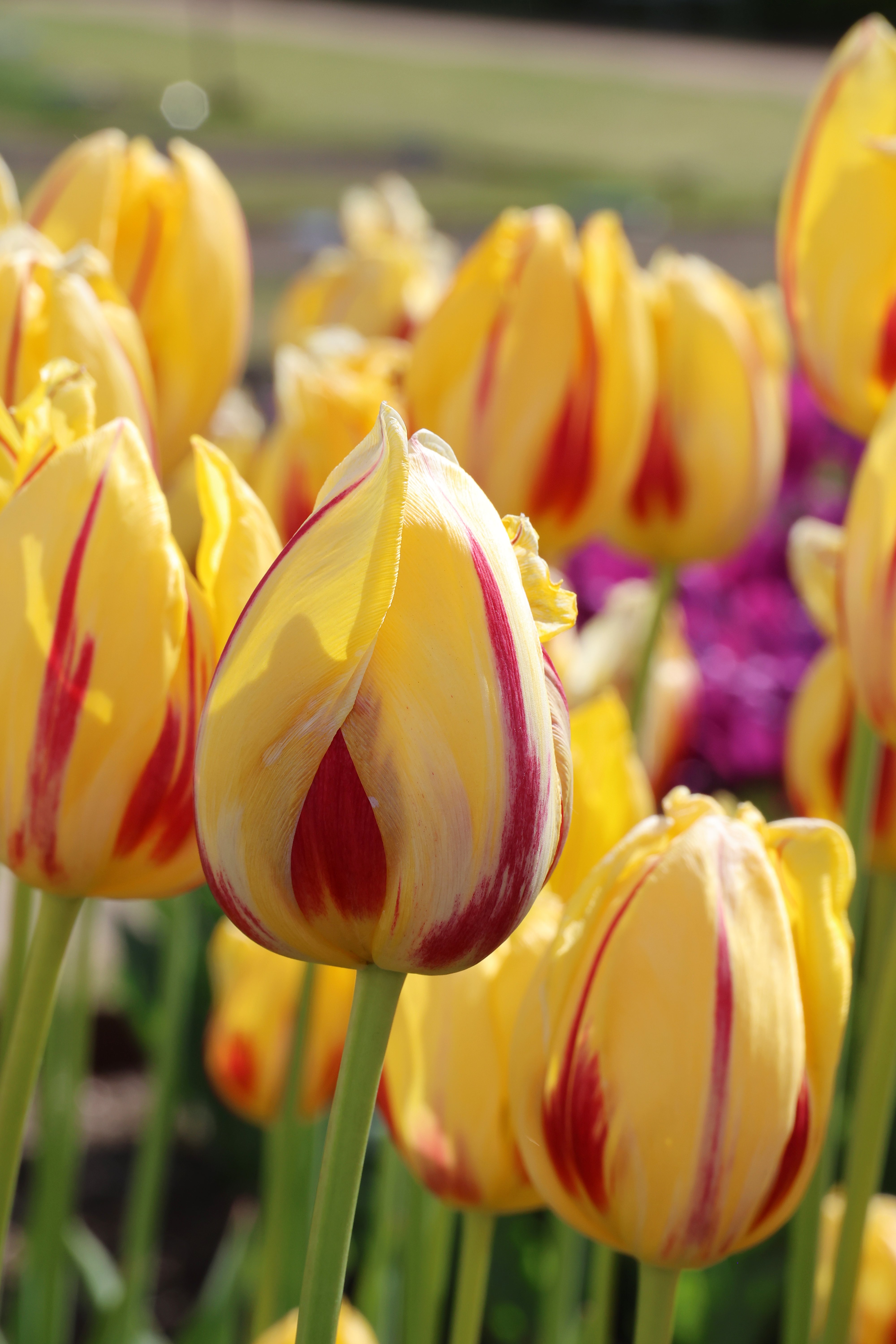 <i>Tulipa</i> 'La Courtine' (5)