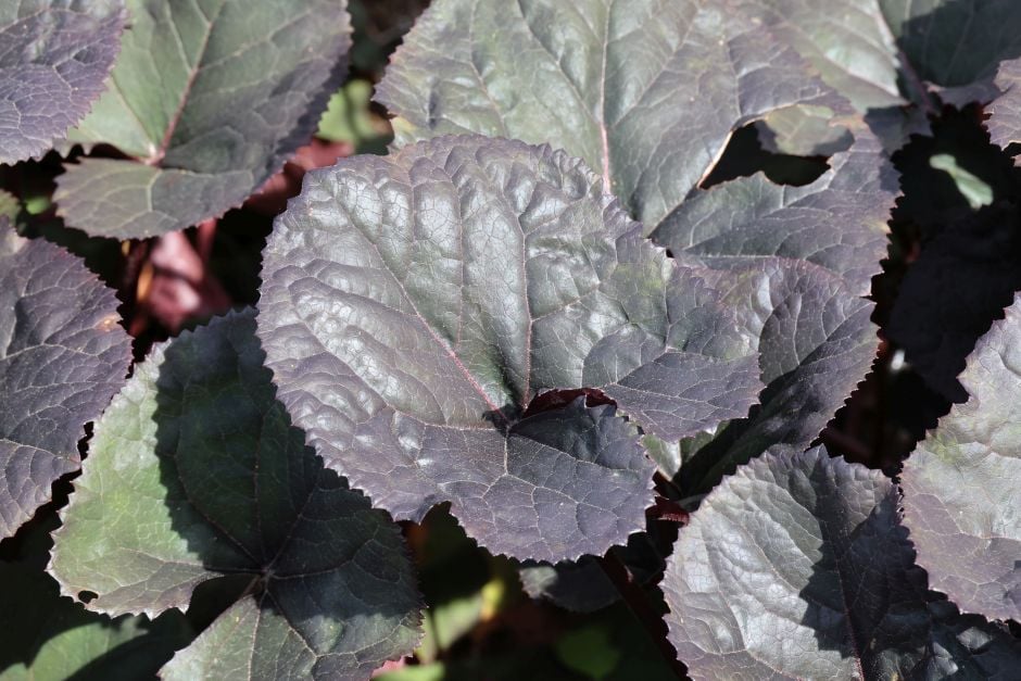leopard plant 'Britt Marie Crawford'