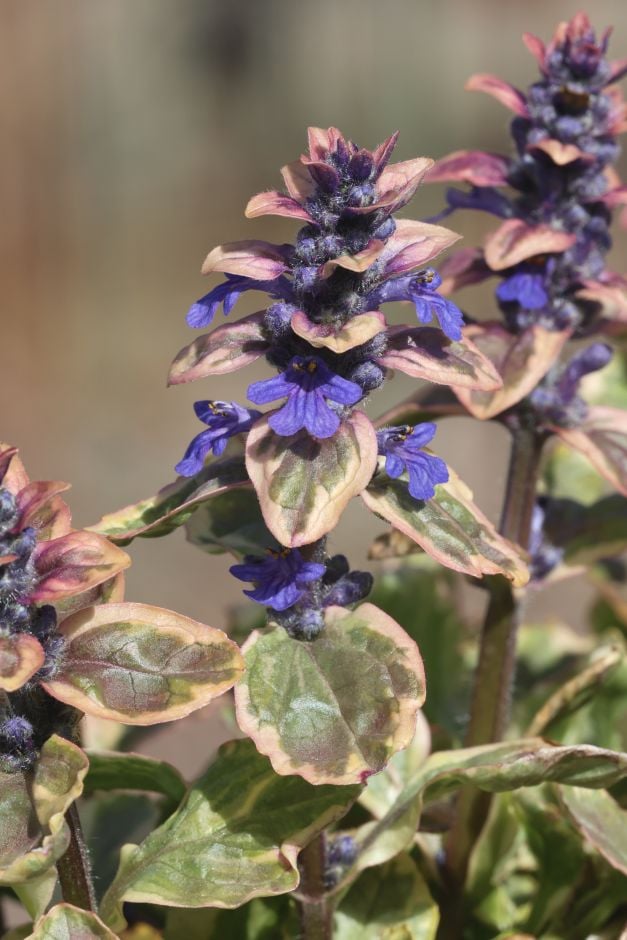 bugle 'Golden Beauty'