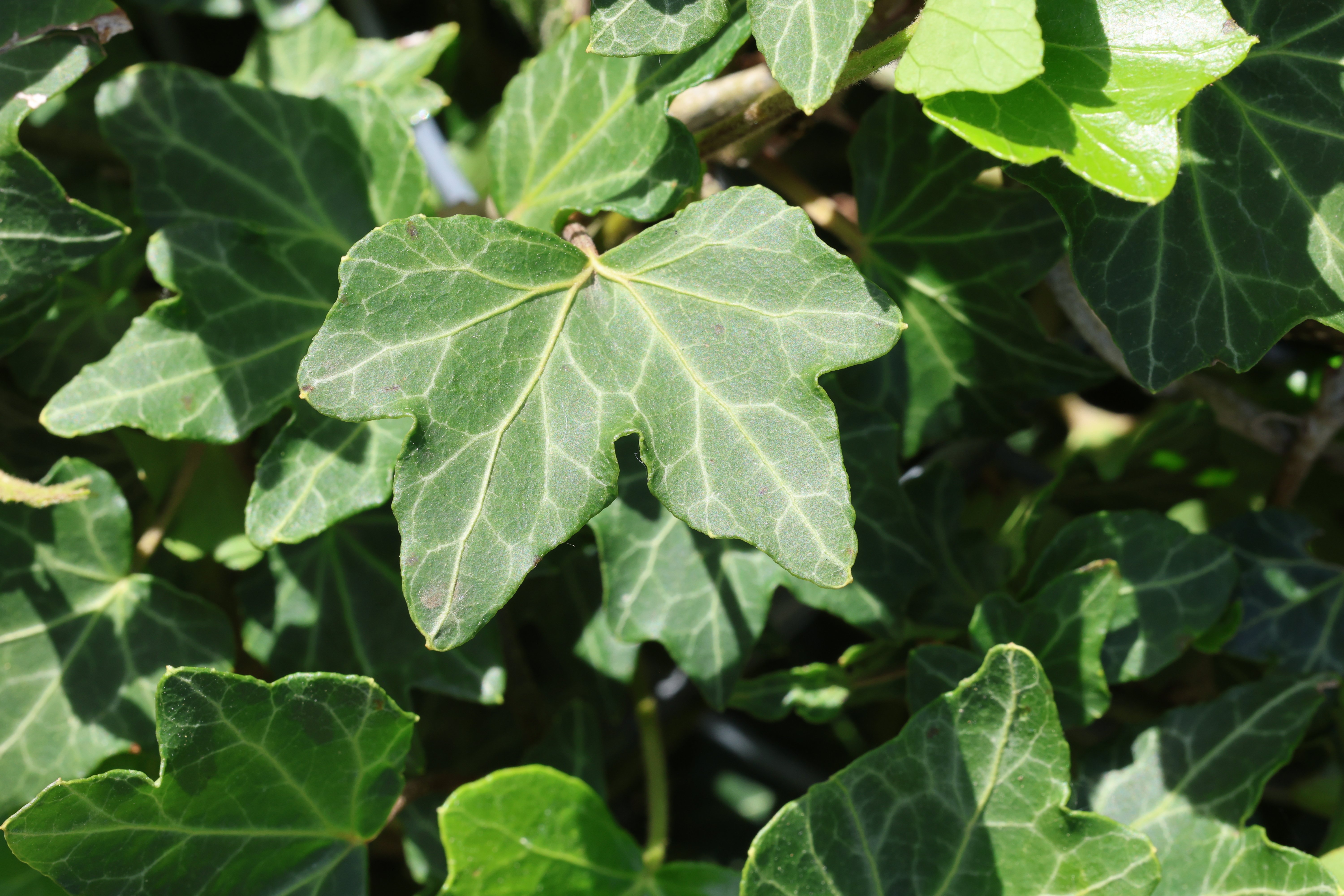 <i>Hedera</i> <i>helix</i> 'Cheap Thrills'