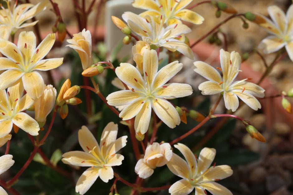 lewisia 'Starburst'