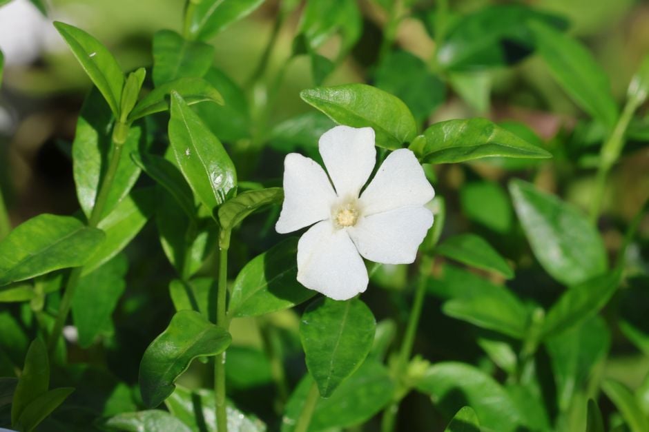 lesser periwinkle 'Elisa'