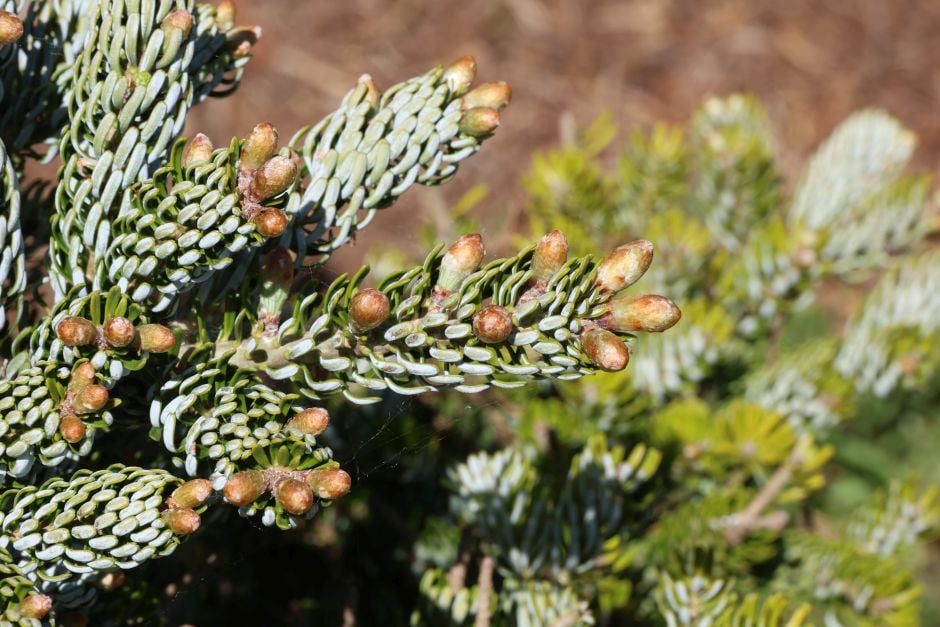Korean fir 'Kohout's Ice Breaker'