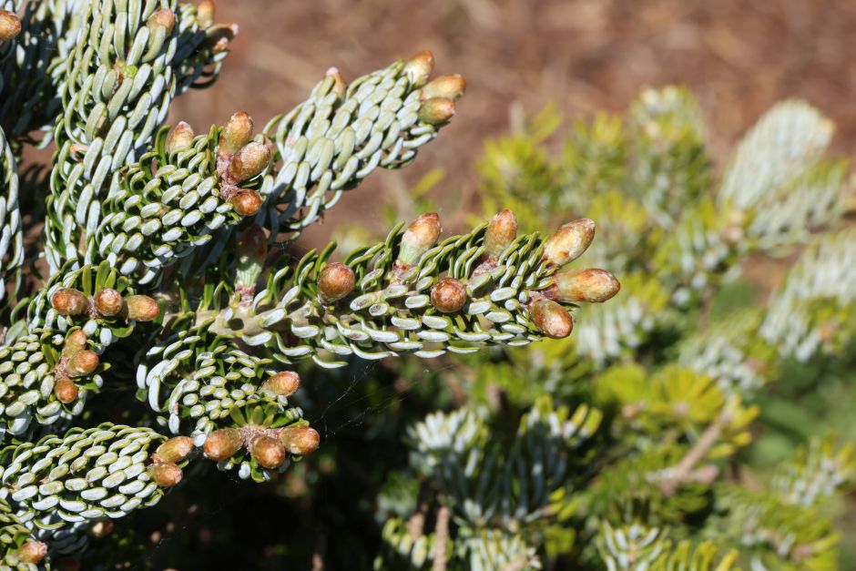Korean fir 'Kohout's Ice Breaker'