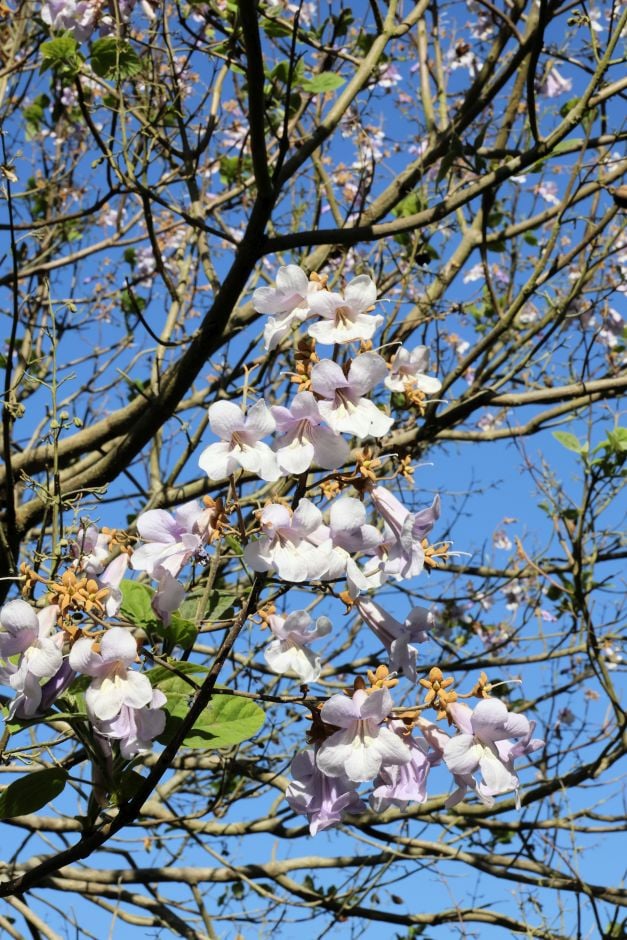 <i>Paulownia</i> <i>tomentosa</i> var. <i>tsinlingensis</i>