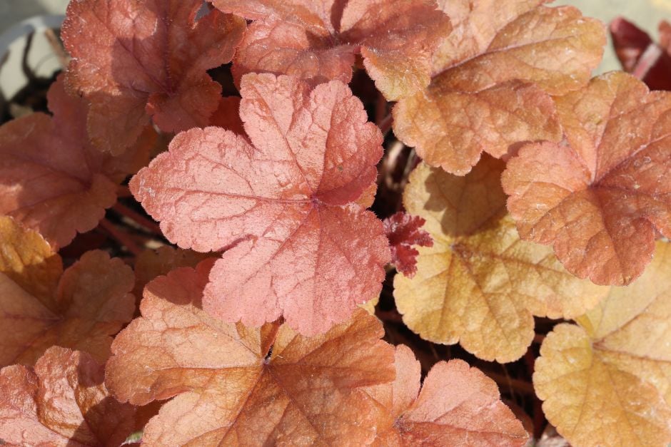 heucherella 'Buttered Rum'