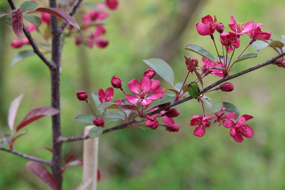 crab apple 'Freja'