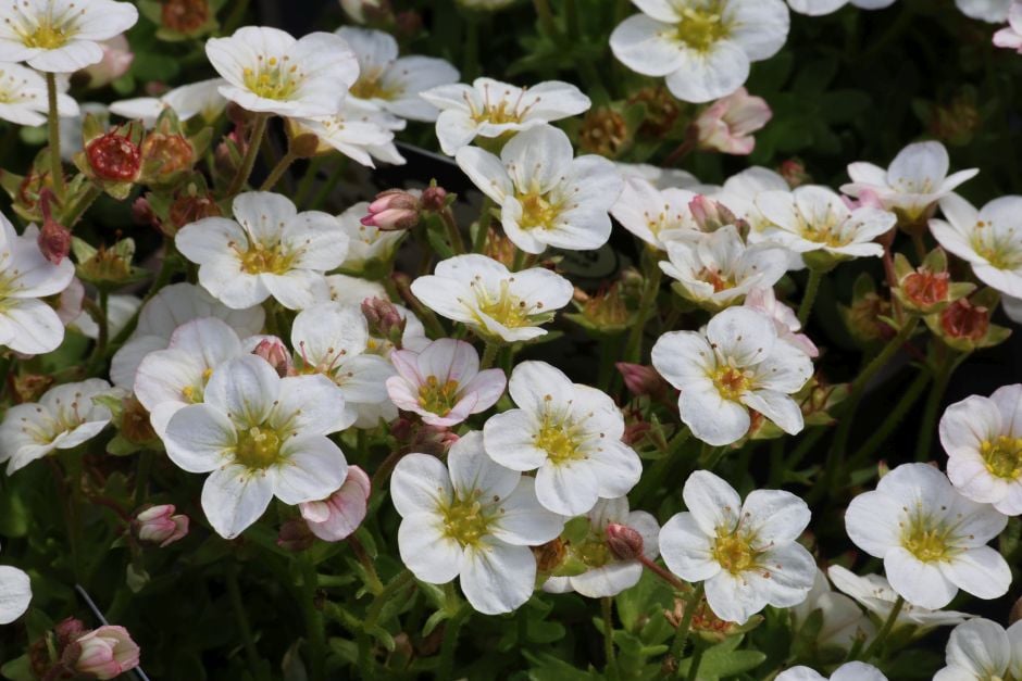 <i>Saxifraga</i> [<span style="font-variant: small-caps;">Alpino Early White</span>] ('Saxz0003') (× _arendsii_) (15)