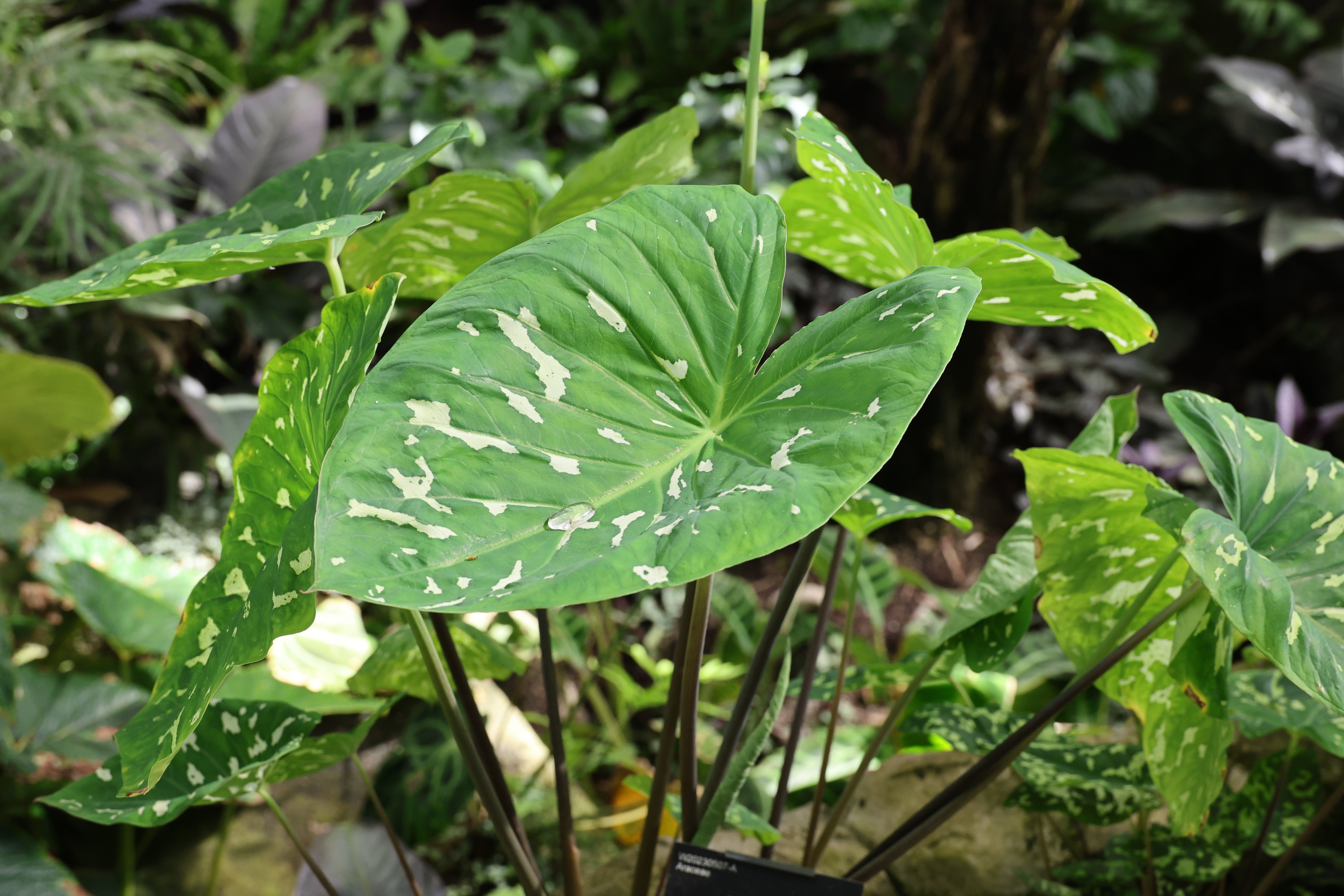 elephant ear 'Hilo Beauty'