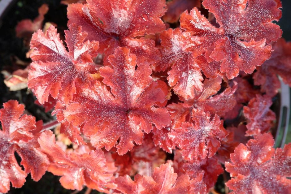 heucherella 'Hopscotch'