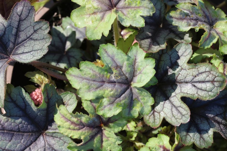 heucherella 'Pink Fizz'