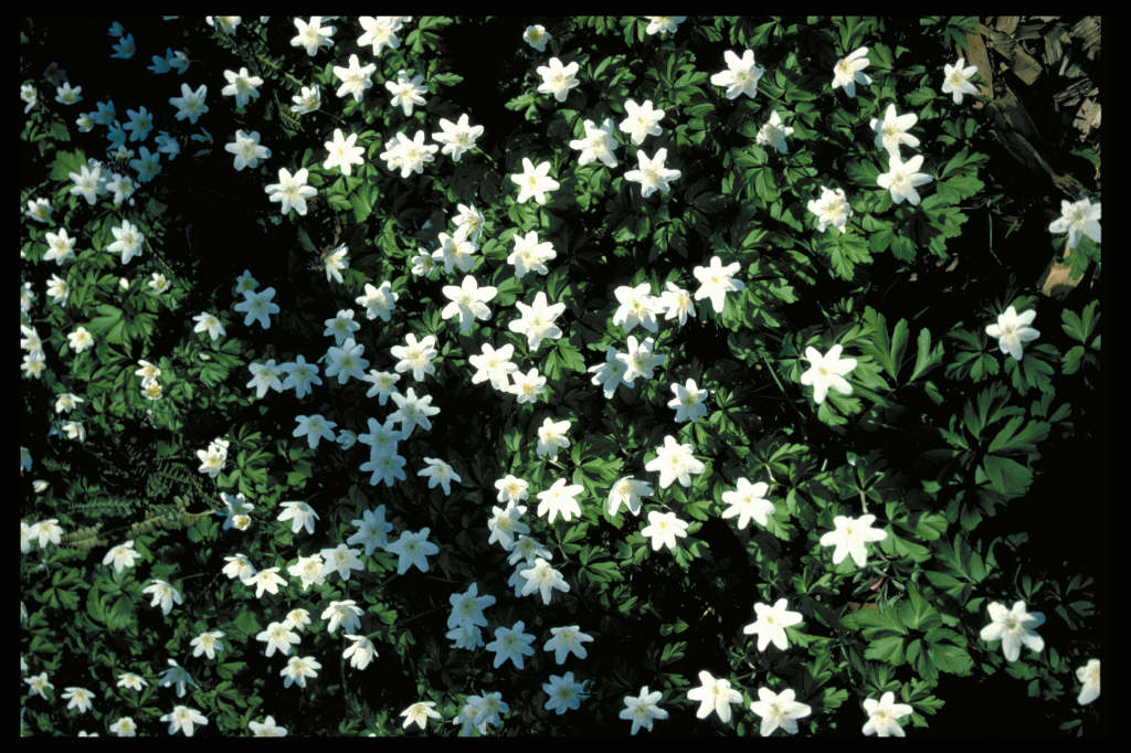 wood anemone