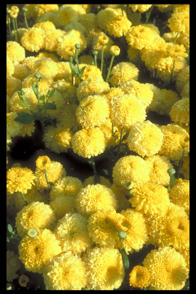 chrysanthemum 'Yellow Heide'