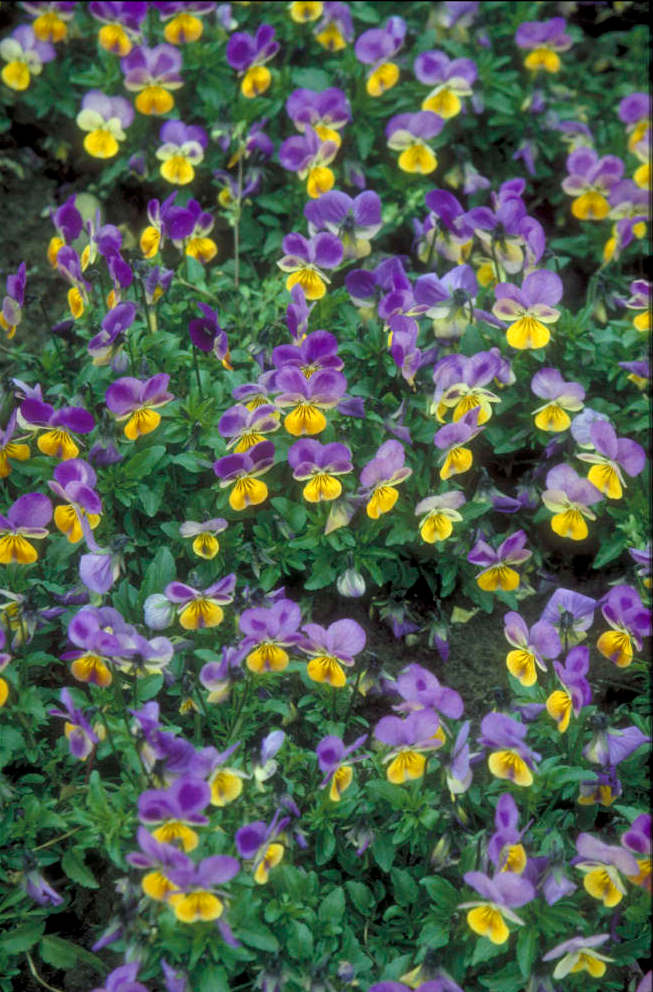 viola [Sorbet Yellow Frost]