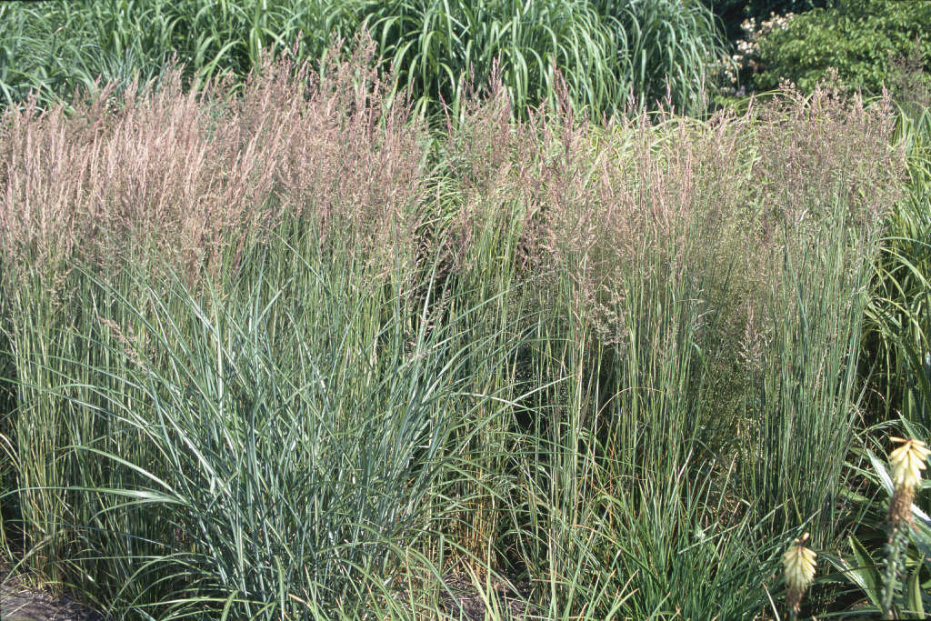 Calamagrostis X Acutiflora Overdam V Feather Reed Grass Overdamrhs Gardening