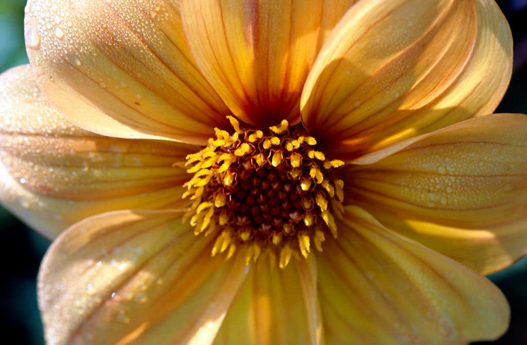 dahlia 'Yellow Hammer'