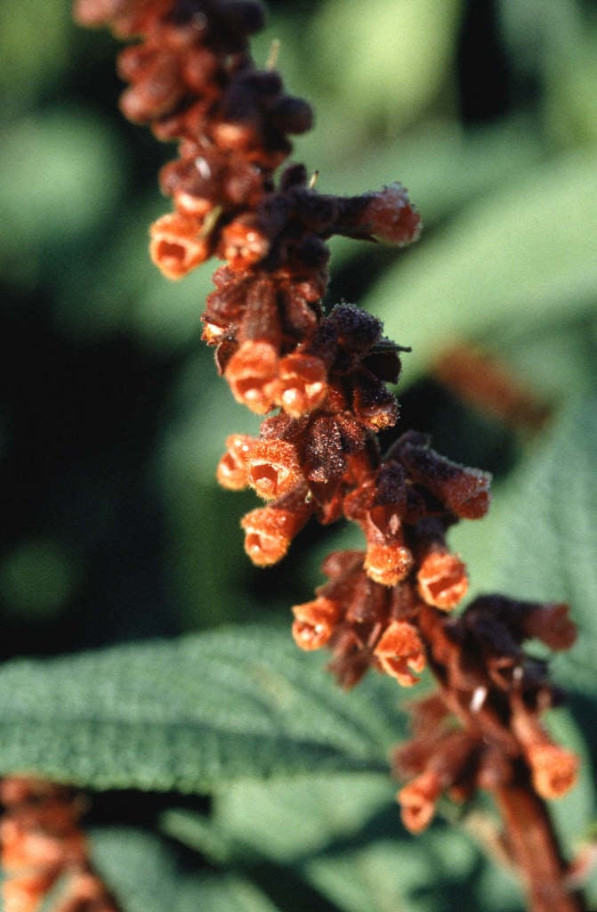 Sabra spike sage