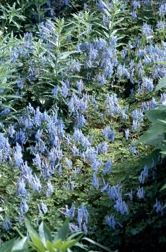 blue corydalis