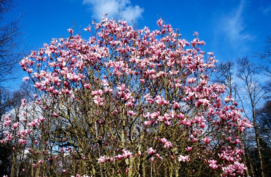 magnolia 'Galaxy'