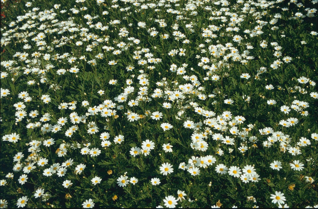 marguerite 'Donington Hero'