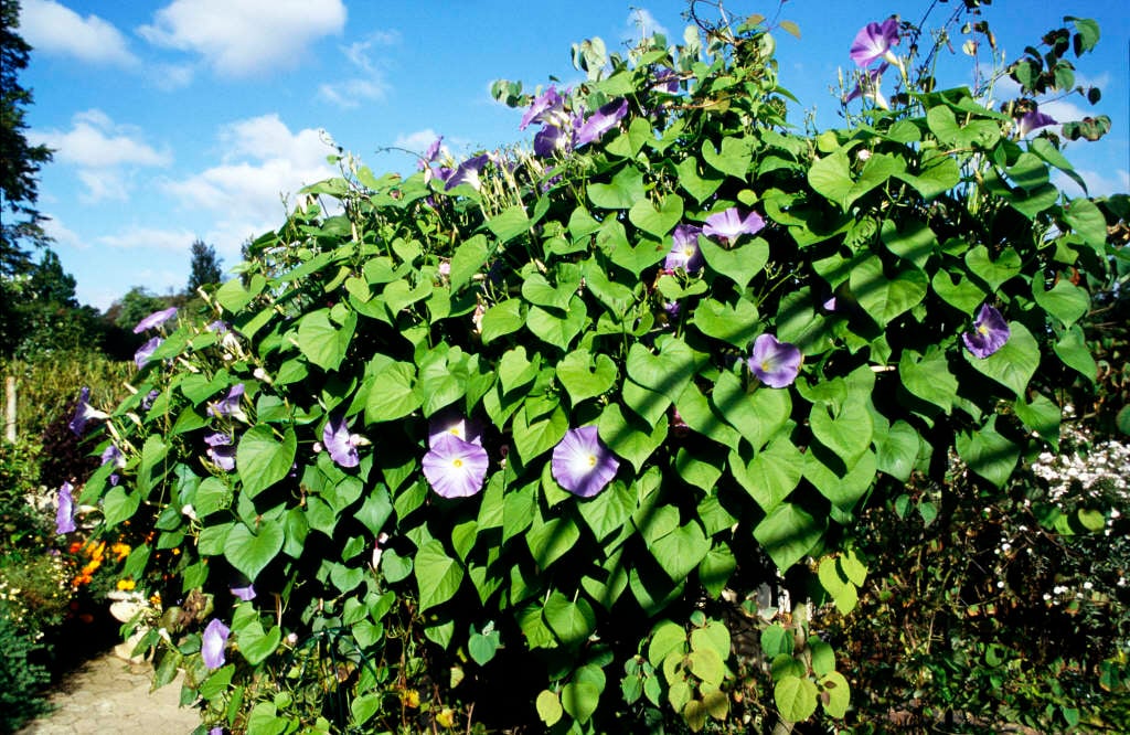 morning glory 'Heavenly Blue'