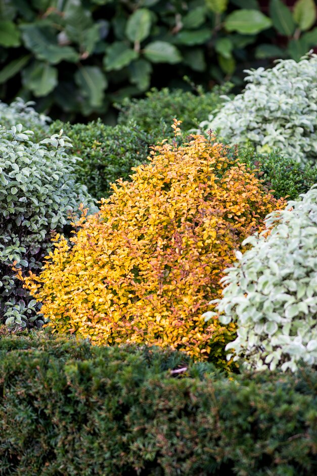Chinese privet 'Sunshine'