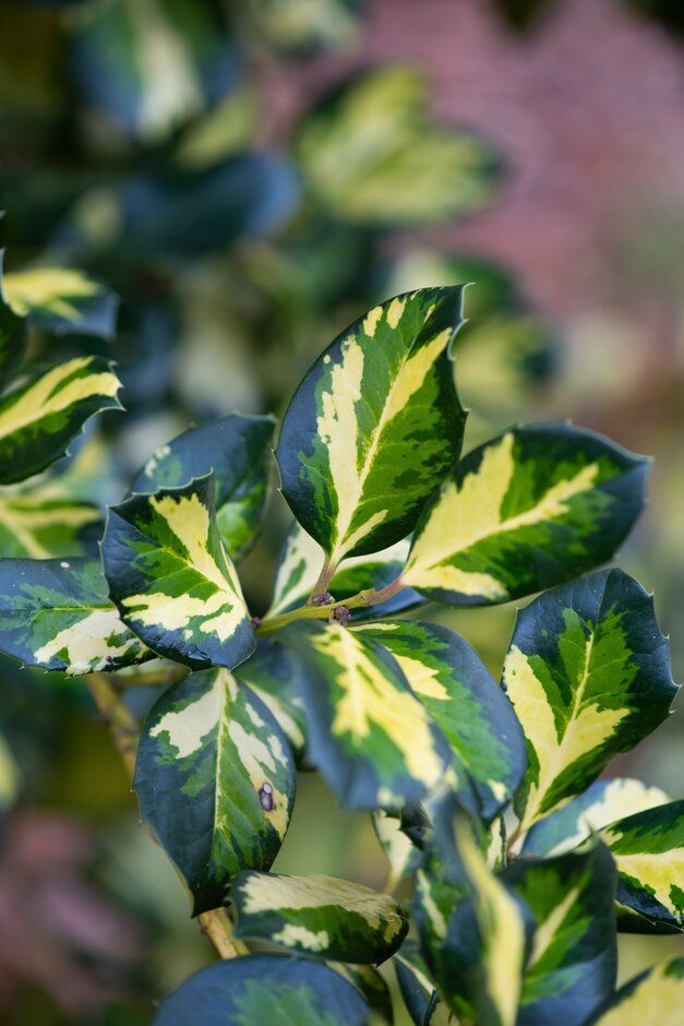 holly 'Lawsoniana'