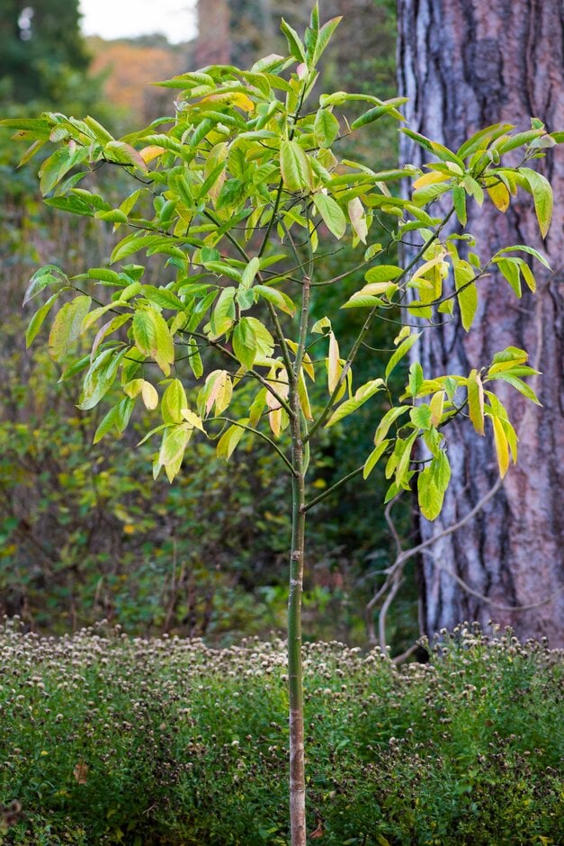 spindle 'Den Haag'