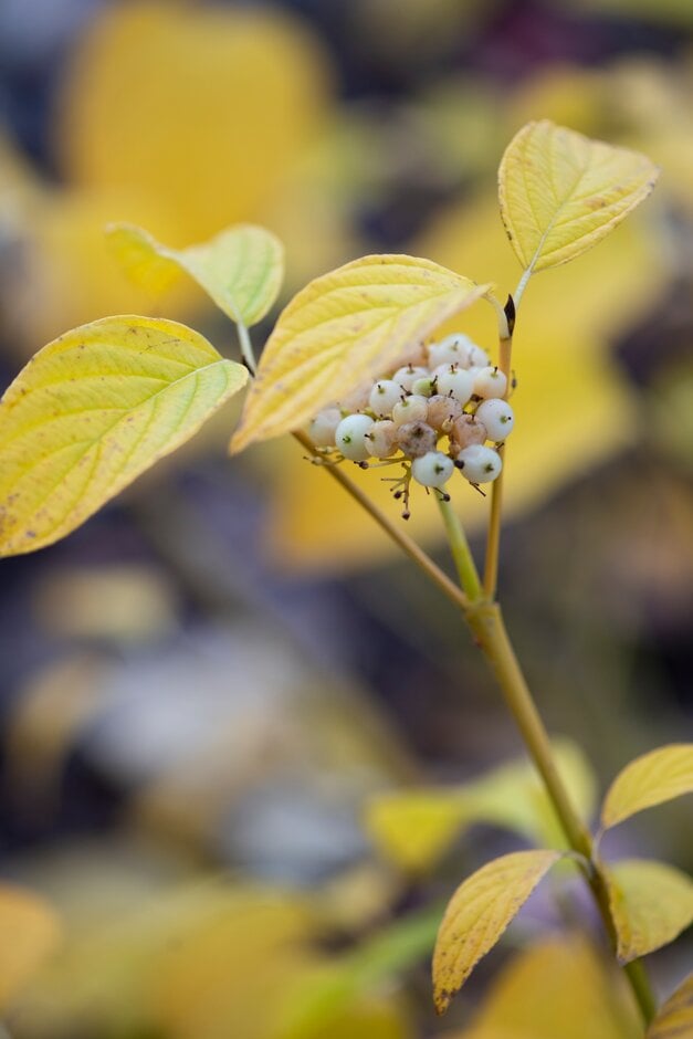 red osier dogwood 'Bud's Yellow'