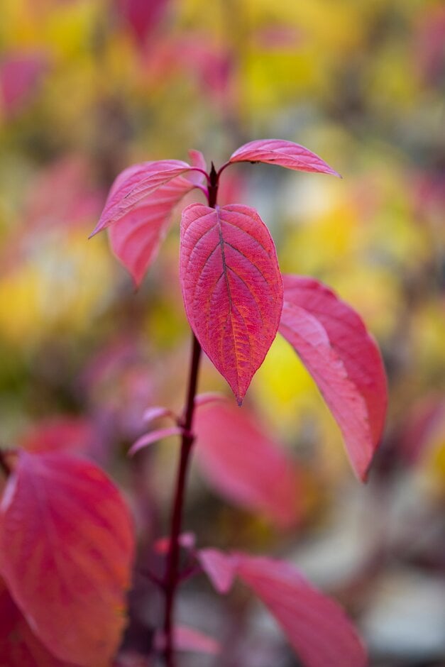 dogwood 'Ruby'