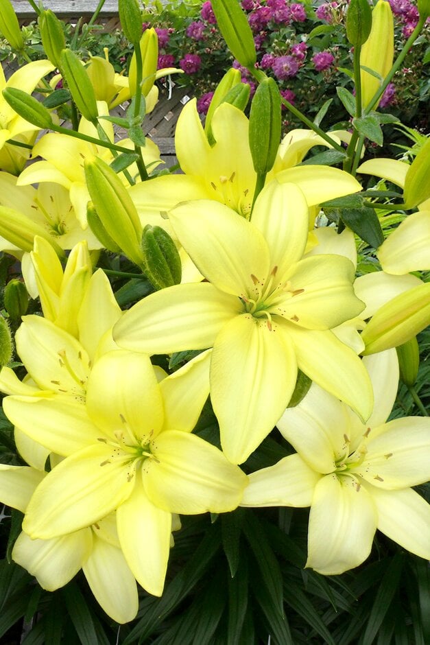 lily 'Easy Vanilla'