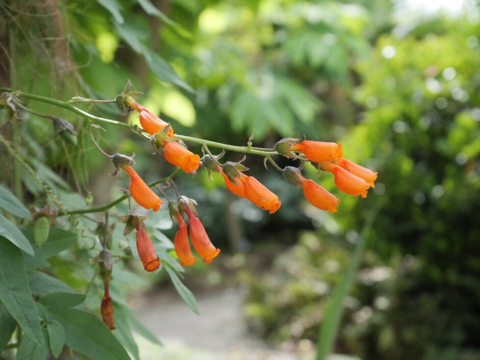 Chilean glory flower