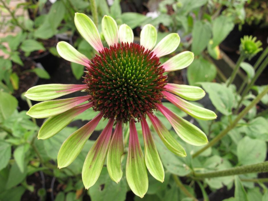 coneflower 'Green Envy'