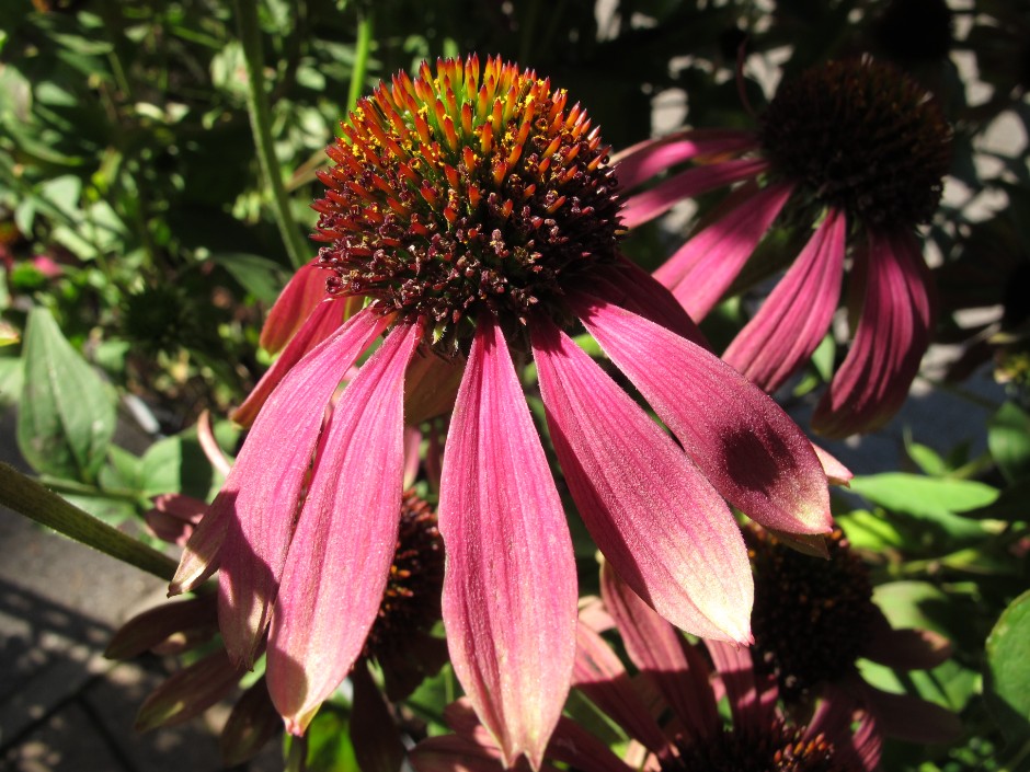 coneflower 'Green Envy'