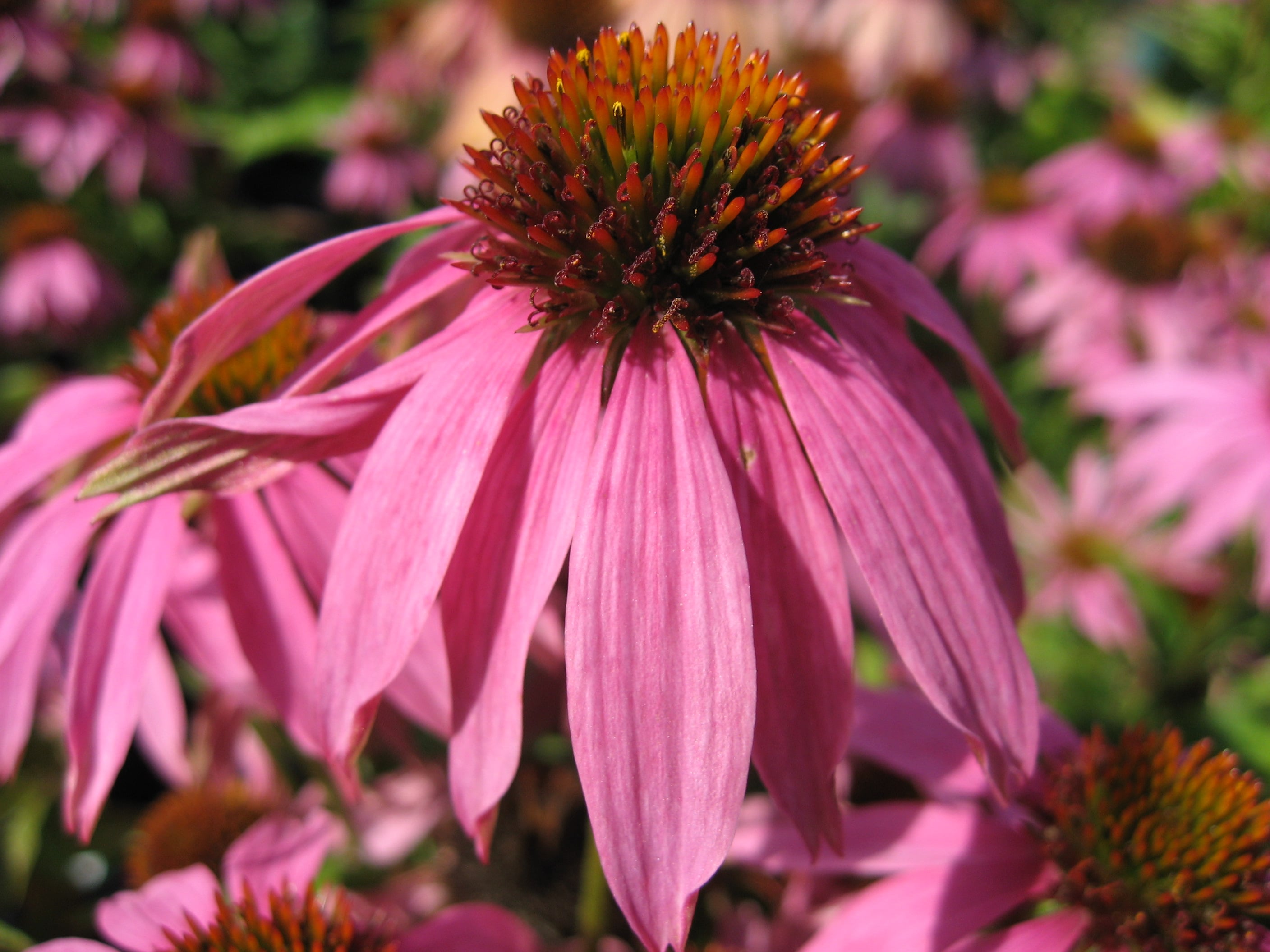 purple coneflower [Mistral]
