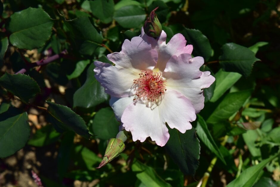 rose 'Ellen Willmott'