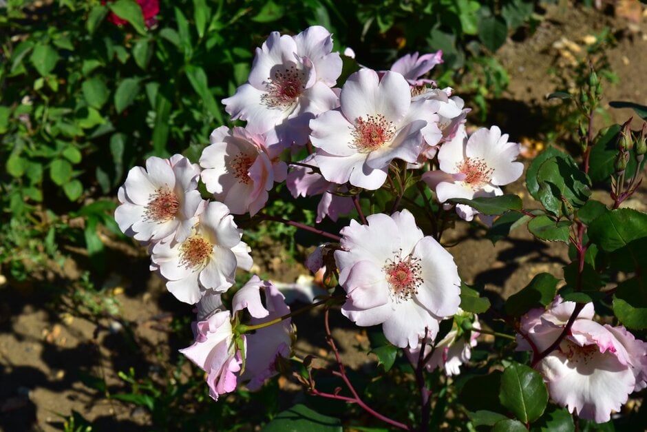 rose 'Ellen Willmott'