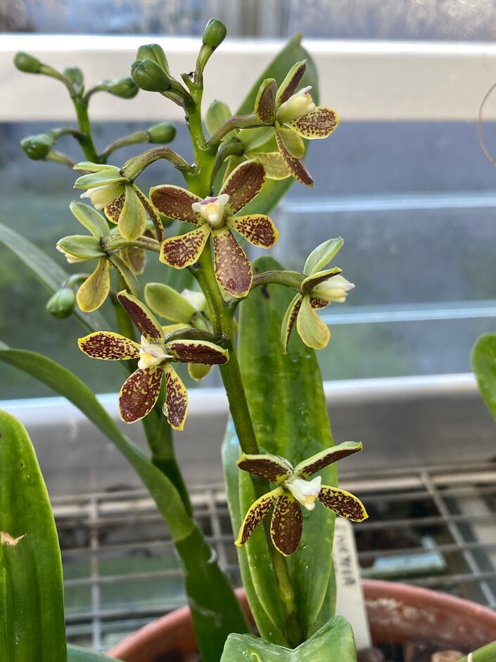 <i>Encyclia</i> <i>vespa</i>
