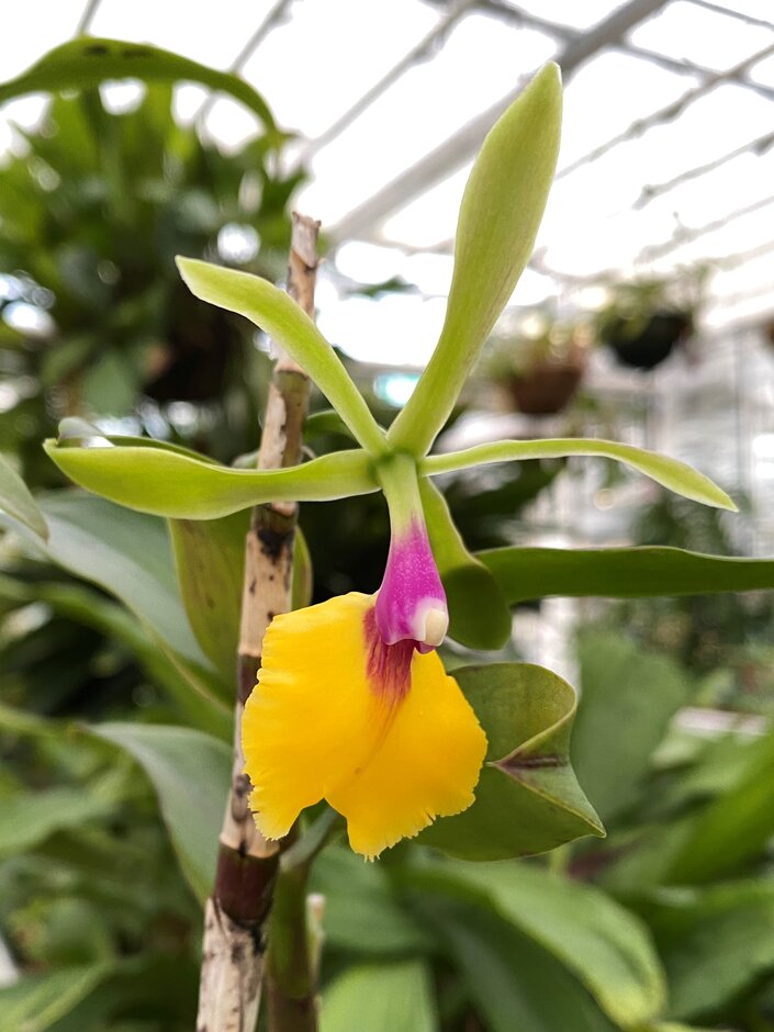 × <i>Epicattleya</i> Rene Marques gx 'Tyler'