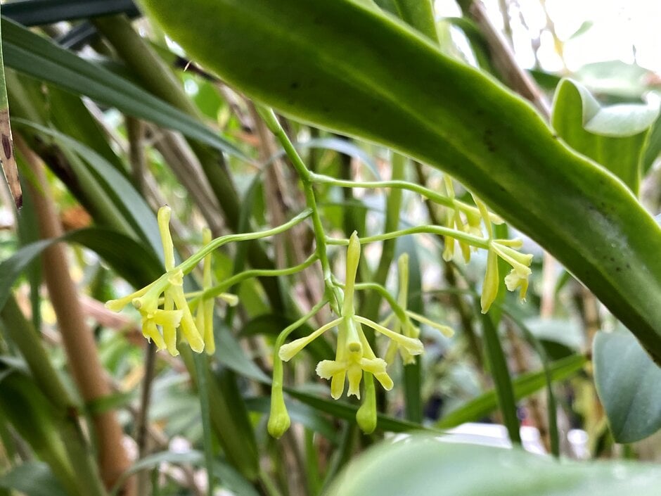 crested epidendrum