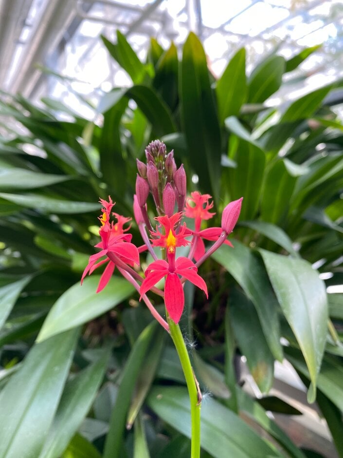 <i>Epidendrum</i> <i>elongatum</i>