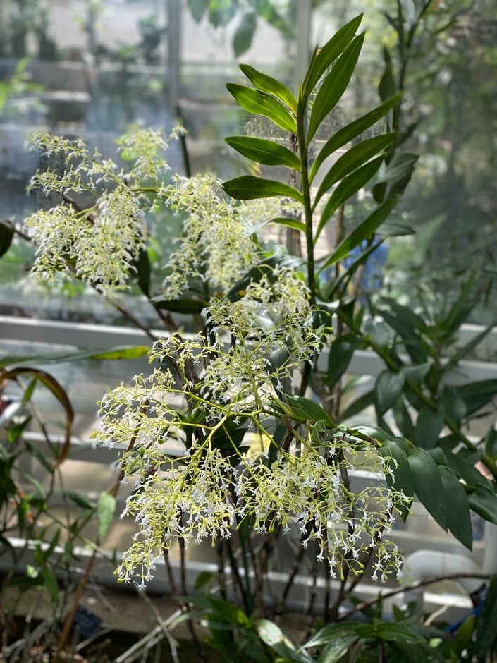 <i>Epidendrum</i> <i>jasminosmum</i>