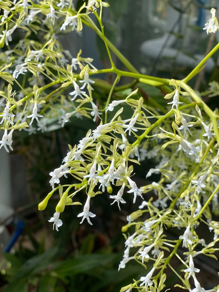 <i>Epidendrum</i> <i>jasminosmum</i>