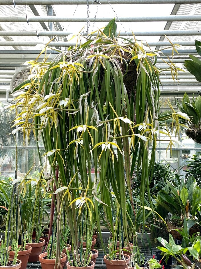 <i>Epidendrum</i> <i>parkinsonianum</i>