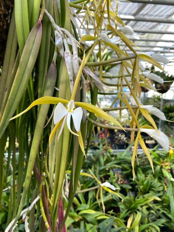 <i>Epidendrum</i> <i>parkinsonianum</i>