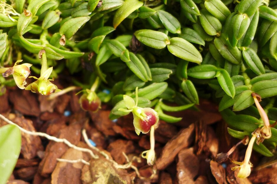 <i>Epidendrum</i> <i>peperomia</i>