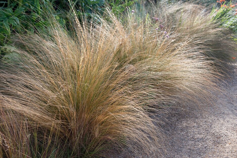 love grass 'Totnes Burgundy'